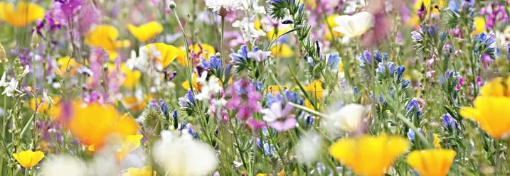 Wiese mit bunten Blumen
